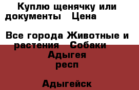 Куплю щенячку или документы › Цена ­ 3 000 - Все города Животные и растения » Собаки   . Адыгея респ.,Адыгейск г.